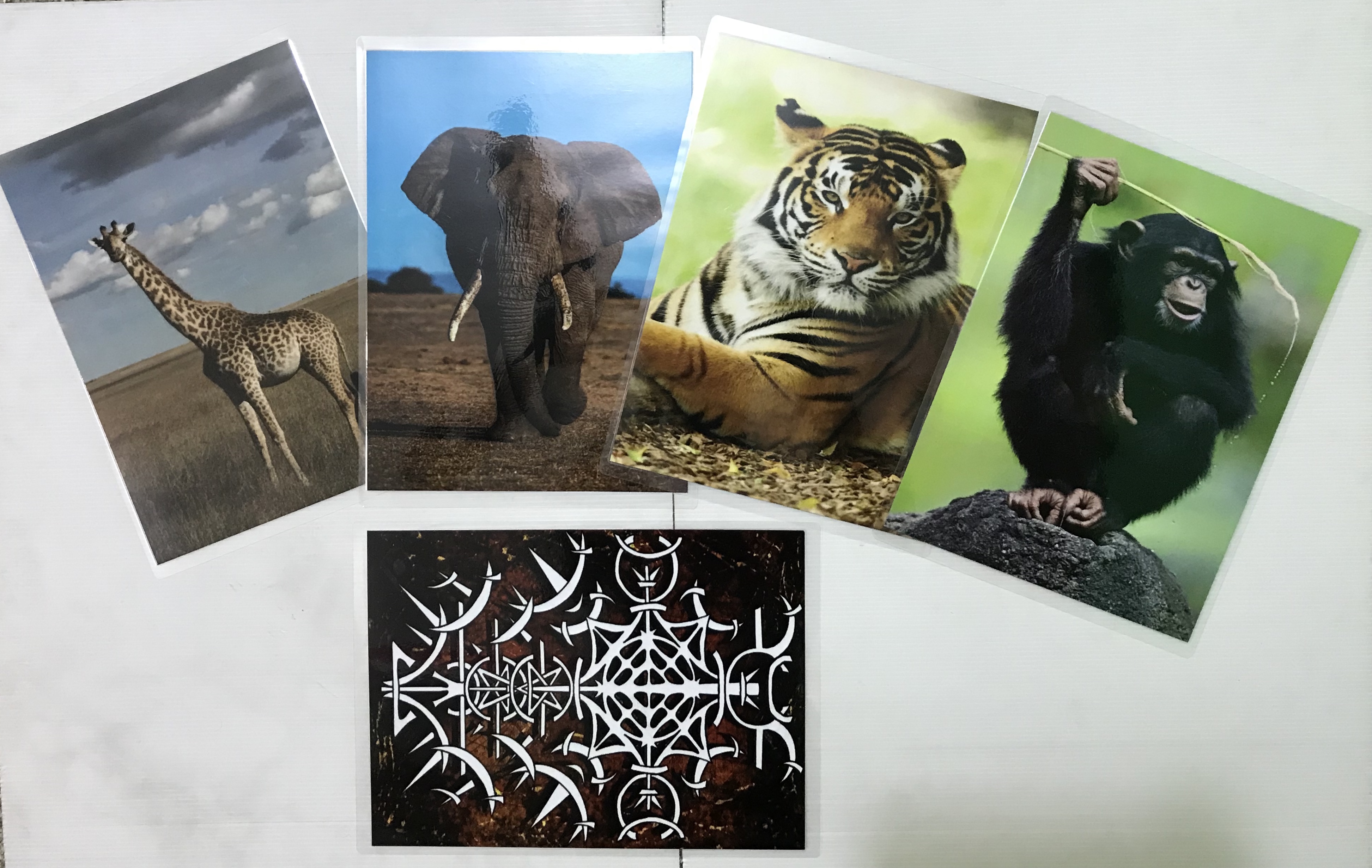 WILL THE CARDS MATCH JUMBO (ANIMAL VERSION)